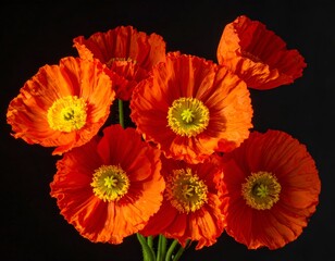 Vibrant orange flowers with yellow centers on black