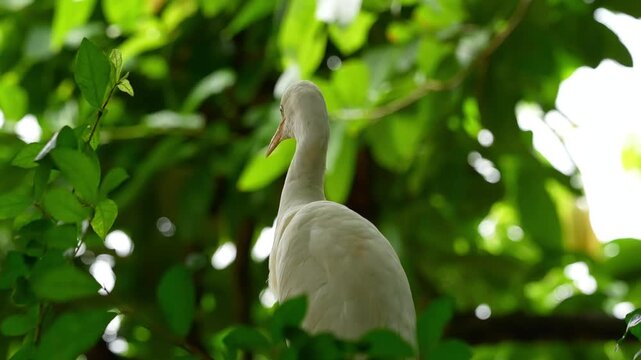 bird hiding in up in the tree, cattle egret hiding in the park
