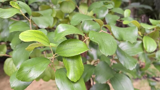 Fresh Green Indian Jujube Leaves Ziziphus mauritiana Growing in a Tropical Garden under Natural Sunlight
