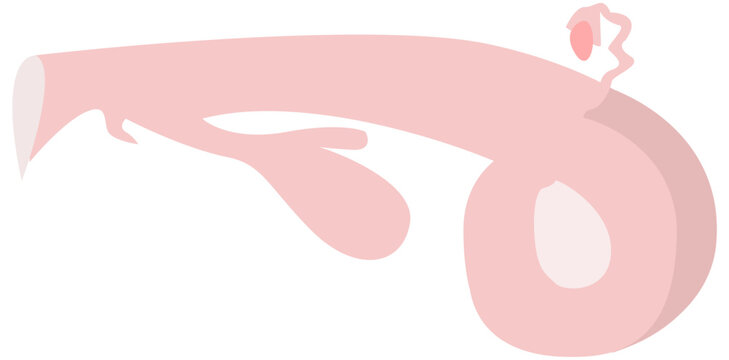 animal organ and parasite