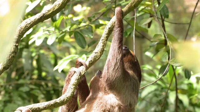 Mother Three-Toed Sloth Carrying Baby While Climbing Tropical Rainforest Tree