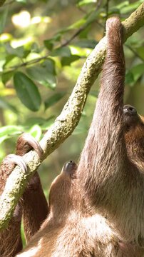 Mother Three-Toed Sloth Carrying Baby While Climbing Through Rainforest Canopy