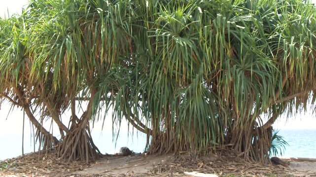 Tropical Pandanus Tree with Prop Roots on a Phuket Beach