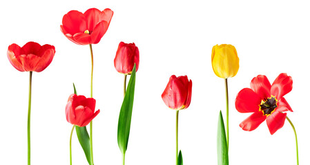 Fototapeta premium collection of vibrant red and yellow tulips in full bloom, presented against a stark transparent background, showcasing their natural beauty and delicate petals.