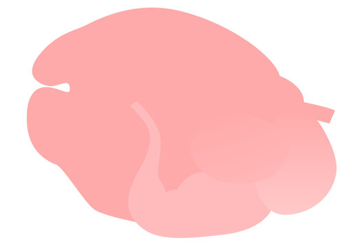 animal organ and parasite