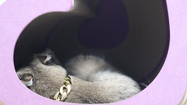 Gray cat playful relaxed feline lying inside cozy purple cardboard house, adorable domestic pet with soft fur, visible whiskers, heart shaped box, content expression, peaceful indoor environment