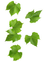 a cluster of five vibrant green grape leaves, displaying their characteristic lobed shape and serrated edges, isolated on a clean transparent background.