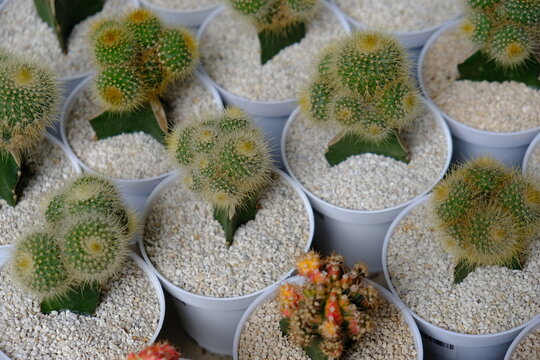 Parodia leninghausii cluster cacti, known as golden bal cacti, potted in white small container.