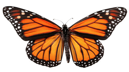 Fototapeta premium Monarch butterfly flying pose, isolated on a white background