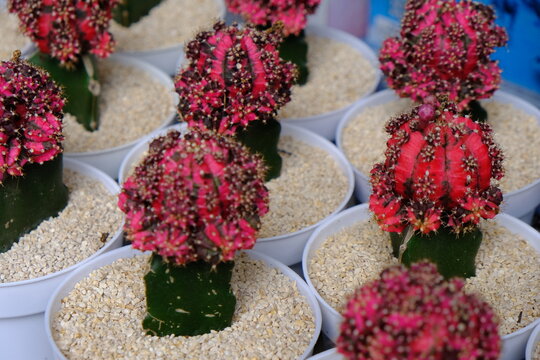 Gymnocalycium mihanovichii is a species of cactus native to South America. The most popular cultivars are mutants that lack chlorophyll entirely, exhibiting red, orange, or yellow pigmentation