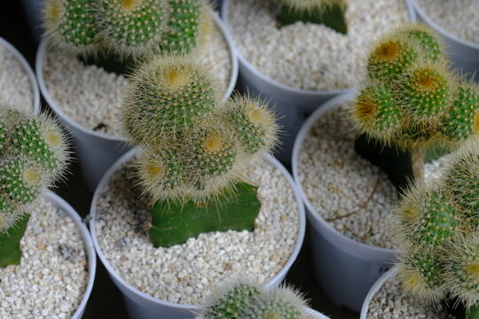 Parodia leninghausii cluster cacti, known as golden bal cacti, potted in white small container.