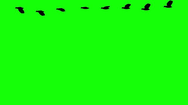 Silhouette flock of birds flying across a bright vibrant green screen background in a sequential motion graphic sequence