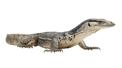 Fototapeta premium Monitor lizard reptile, long body, isolated on a white background,