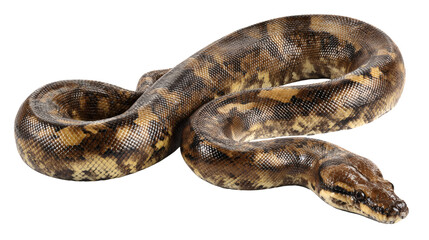 Fototapeta premium Anaconda snake thick body, isolated on a white background