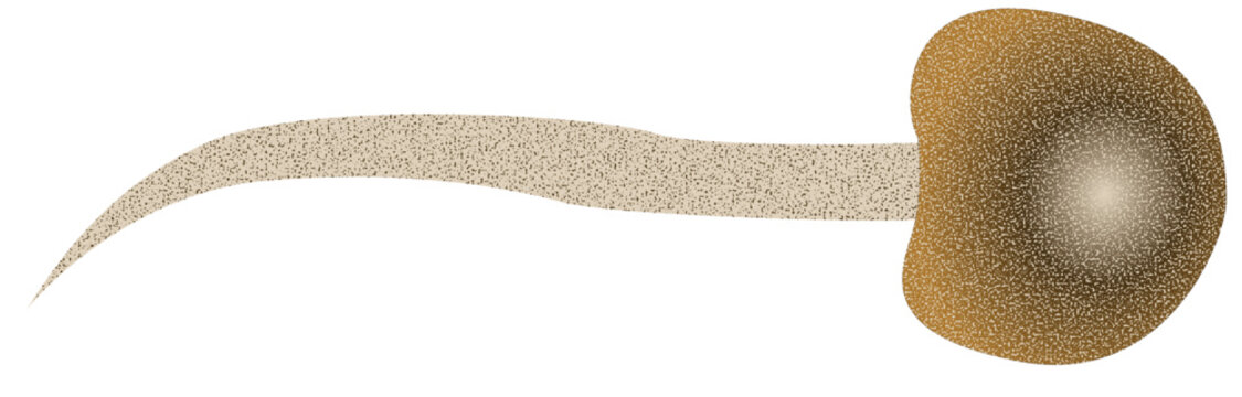 animal organ and parasite