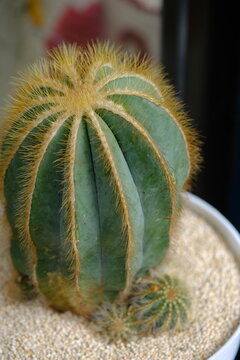 Parodia magnifica is a species of flowering plant in the family Cactaceae, native to southern Brazil. One of several species called ball cactus, it is also called balloon cactus.. notocactus magnifus.