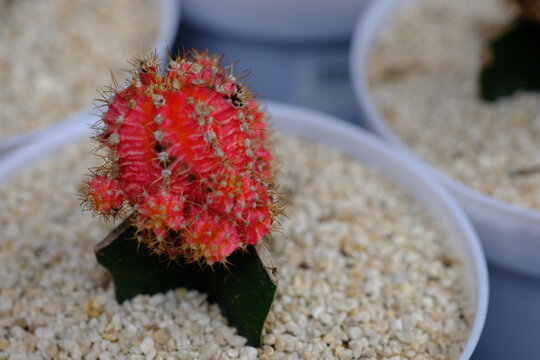 Gymnocalycium mihanovichii is a species of cactus native to South America. The most popular cultivars are mutants that lack chlorophyll entirely, exhibiting red, orange, or yellow pigmentation