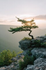 As the sun sets, a lone pine tree atop the mountain overlooks the distant mountains.
