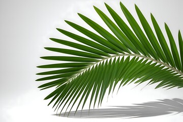 Obraz premium palm tree leaves