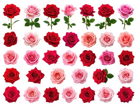 Multiple red and pink roses arranged in a grid pattern on a clean background