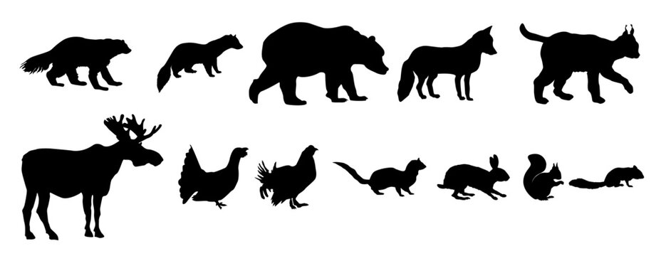 Animals living in taiga. Vector set of silhouette isolated on white background.