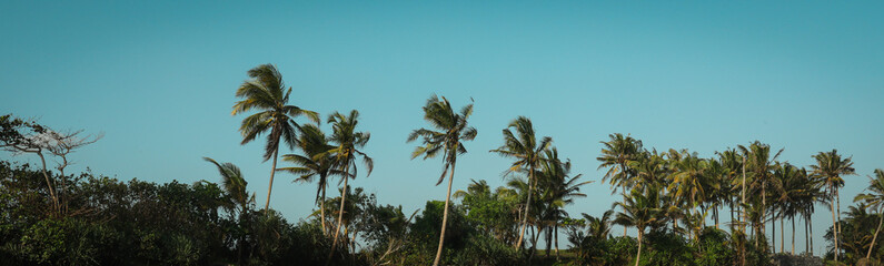 Tall palm trees dance gently in the wind under the blue sky