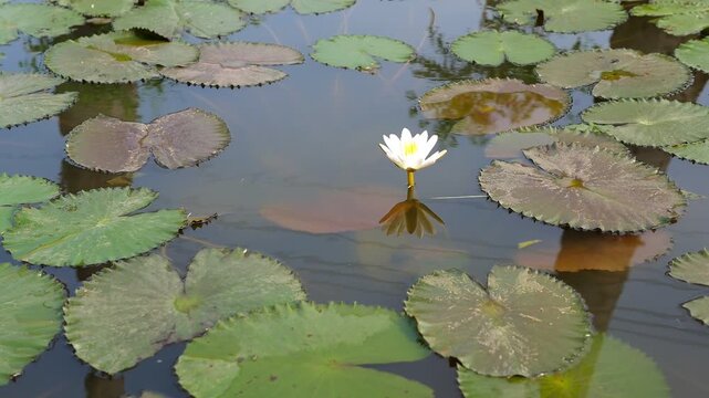 White Water Lily Blooming in Pond with Green Leaves Nature Close Up Video Footage