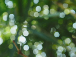 Obraz premium Soft blurred bamboo leaves creating a natural green background with gentle light and smooth bokeh. This minimalist botanical scene evokes calm, balance, and freshness