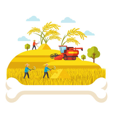 Farmers Harvesting Wheat with Combine Harvester.