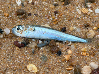 A closeup of a small fish washed out on the beach of Koh Russey in Cambodia 