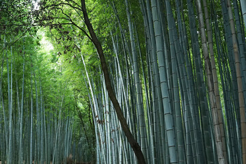 Obraz premium Landscape park of Natural green Bamboo groove forest