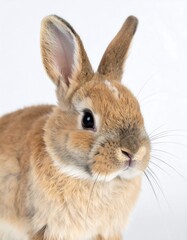 Obraz premium A close-up of a light brown rabbit with long ears