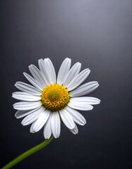 A close-up photo of a single white flower with yellow center