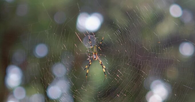 Yellow and Black Spider on Orb Web with Soft Green Bokeh Background
