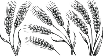 Vintage hand drawn wheat ears, and organic grain stalks sketch for agricultural bread or bakery design © Al
