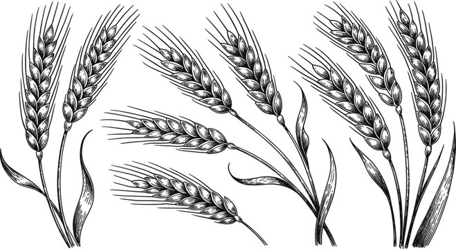 Vintage hand drawn wheat ears, and organic grain stalks sketch for agricultural bread or bakery design