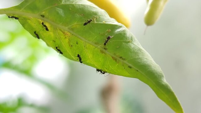 Mutualistic symbiosis of black ants and aphids (Aphidoidea) under the surface of green leaves, the concept of plant pests and natural ecosystems