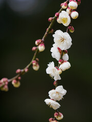 白い枝垂れ梅の花

