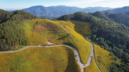 Fototapeta premium Aerial view of a mountain road along the Mexican sunflower field in Mae Hong Son, Thailand