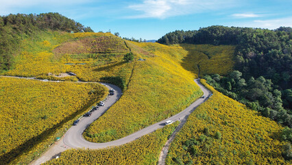 Fototapeta premium Aerial view of a mountain road along the Mexican sunflower field in Mae Hong Son, Thailand