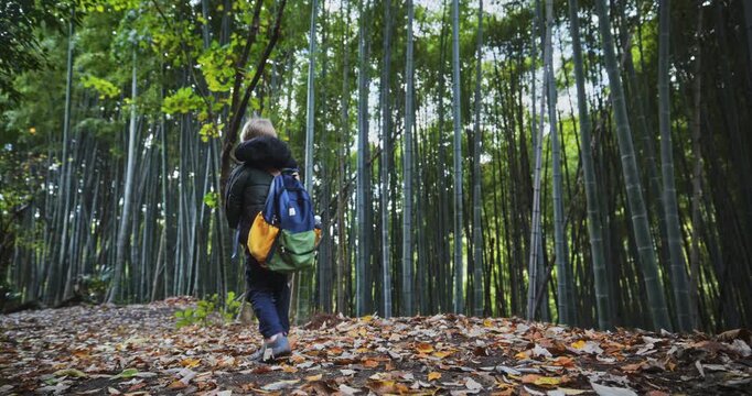 Wide, low shot of little boy with backpack walking through autumn bamboo thicket
