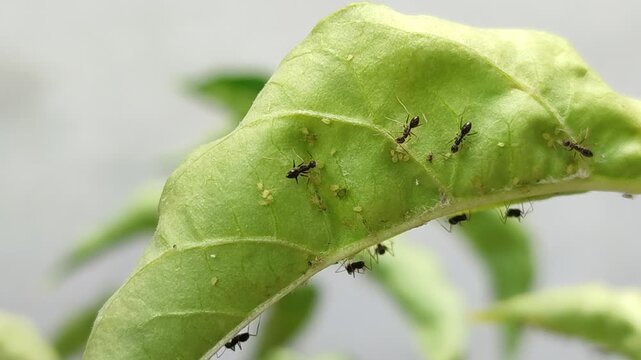 Mutualistic symbiosis of black ants and aphids (Aphidoidea) under the surface of green leaves, the concept of plant pests and natural ecosystems