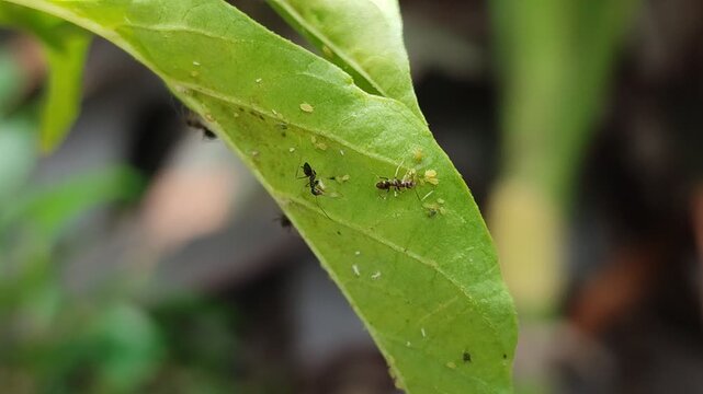 Mutualistic symbiosis of black ants and aphids (Aphidoidea) under the surface of green leaves, the concept of plant pests and natural ecosystems