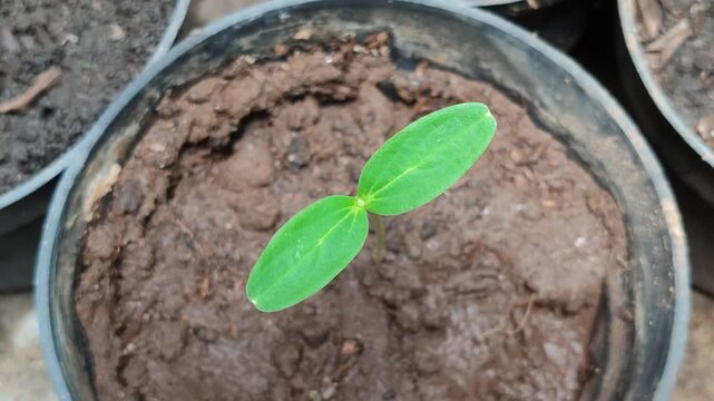 Cucumber seedling growing in a black plastic pot. Young sprout with green leaves on soil background. Gardening and agriculture concept