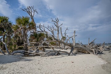 driftwood along the beach
