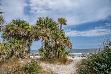 driftwood along the beach