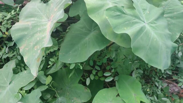 Lush Green Taro Plants with Large HeartShaped Leaves in Natural Sunlight.