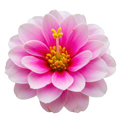 Vibrant pink flower with yellow center isolated on transparent background