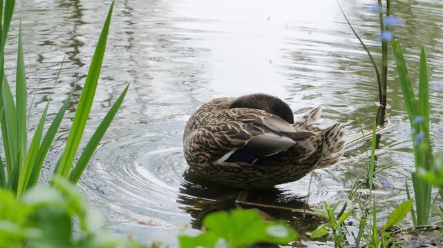 Wild Duck Preening on Calm Pond Water