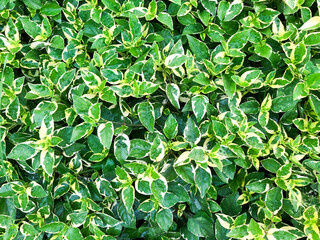 background of green leaves